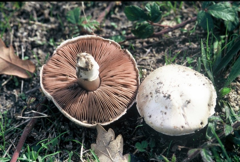 2006-05-Portraits de champignons